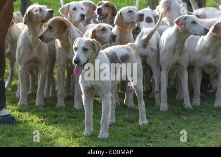 Oakham, Rutland, UK. 23. Dezember 2014. Cottesmore Hunde warten auf das Treffen statt in dem Dorf Barleythorpe in der Nähe von Oakham, Rutland, UK. Bald werden sie über die Felder der Rutland Jagd jagen. Bildnachweis: Jim Harrison/Alamy Live-Nachrichten Stockfoto