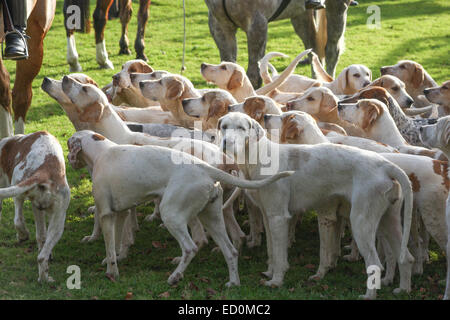 Oakham, Rutland, UK. 23. Dezember 2014. Cottesmore Hunde warten auf das Treffen statt in dem Dorf Barleythorpe in der Nähe von Oakham, Rutland, UK. Bald werden sie über die Felder der Rutland Jagd jagen. Bildnachweis: Jim Harrison/Alamy Live-Nachrichten Stockfoto