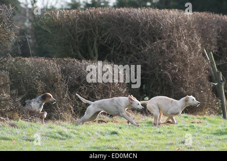 Oakham, Rutland, UK. 23. Dezember 2014. Cottesmore Hunde springen durch die Hecke auf der Jagd nach die Treffen im Dorf Barleythorpe in der Nähe von Oakham, Rutland, UK statt. Bildnachweis: Jim Harrison/Alamy Live-Nachrichten Stockfoto