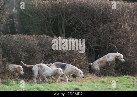 Oakham, Rutland, UK. 23. Dezember 2014. Die Cottesmore Jagdhunde die Hecke springen und laufen durch die Felder von Rutland, Anschluss an das Treffen in dem Dorf Barleythorpe in der Nähe von Oakham, Rutland, UK statt. Bildnachweis: Jim Harrison/Alamy Live-Nachrichten Stockfoto