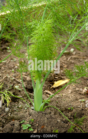 Fenchel wächst in eine neu erstellte Gemüsegarten in einem Garten in Schottland in den Cairngorms National Park Stockfoto