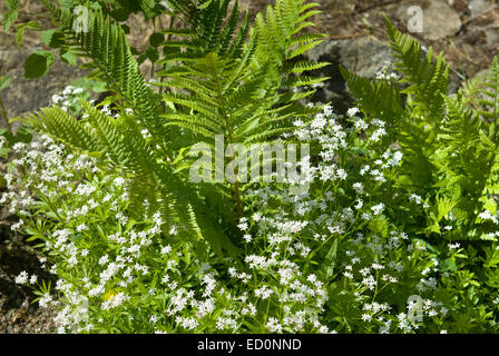 hübsche Kombination Pflanzung von Waldmeister, Galium Odoratum, und ein Dryopteridoideae Farn in einem schottischen Garten Grenze Stockfoto