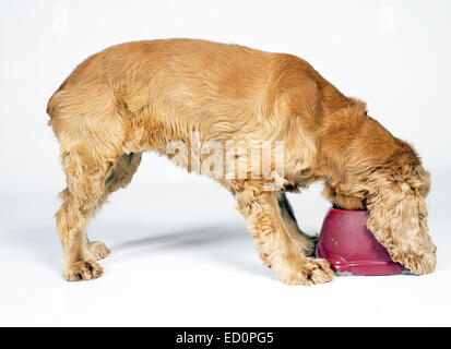 Honig, farbige Cocker Spaniel Fütterung aus tiefroten Hundenapf Stockfoto