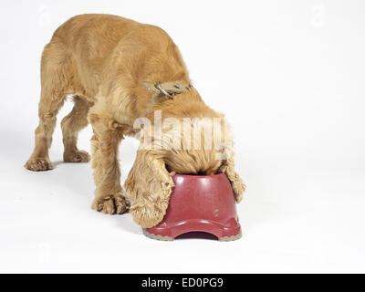 Honig, farbige Cocker Spaniel Fütterung aus tiefroten Hundenapf Stockfoto