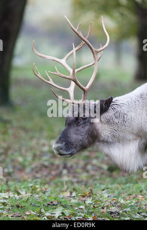 Whipsnade Zoo: Rentier (Rangifer Tarandus). Stockfoto