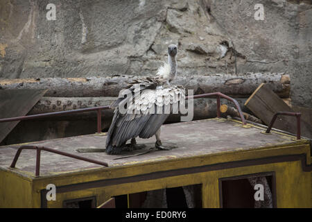 Preview des neuen Stücks Unter Geiern – Der Geist des Llano Estacado"im Freilichttheater am Kalkberg Amphitheater als Teil der 63. jährlichen Karl-May-Festspiele mit: Ansicht wo: Hamburg, Deutschland: 20. Juni 2014 Stockfoto