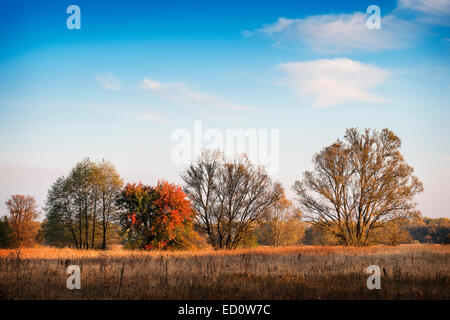 Bunte Bäume auf Wiese unter Wolken am blauen Himmel Stockfoto