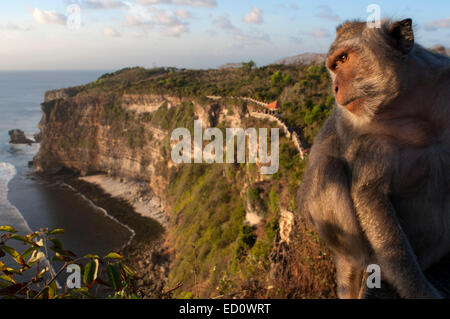 Affen entlang der Klippen neben der Ulu Watu Tempel Pura Luhur. Bali. Uluwatu Tempel ist ein Hindu-Tempel am Kliff Ufer in Stockfoto