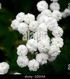 Achillea Ptarmica 'The Pearl' Sneezewort aufrecht hoch krautige Staude sprüht weiße gefüllte Blüten blühen Blüte Blüten Stockfoto