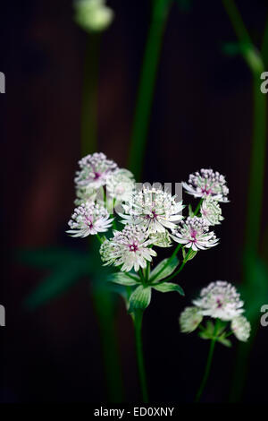 Astrantia Große Sterndolde weiße Blume Blumen dunkel schwarzer Hintergrund unscharf zentriert Pflanzen RM Floral Stockfoto