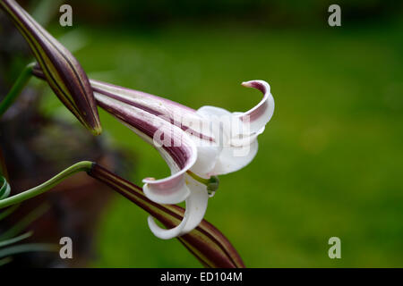 Lilium Formosanum Var Pricei Lilie Lilien Blumen Blüte Creme Rosa Duft Duft Duft Duft RM Floral Stockfoto