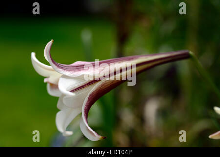 Lilium Formosanum Var Pricei Lilie Lilien Blumen Blüte Creme Rosa Duft Duft Duft Duft RM Floral Stockfoto