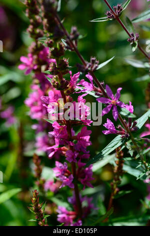 Lythrum Salicaria Robert Blutweiderich rosa lila Blume Blumen Blüte mehrjährige Spike spikes RM Floral Stockfoto