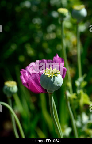 Papaver Somniferum dunkle Pflaume Mohn Mohnblumen einjährige Blumen Blume Blüte lila Farbe gefärbt RM Floral Stockfoto