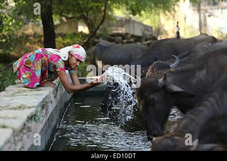 Indische Mädchen spritzen die Büffel mit Wasser Indien Stockfoto