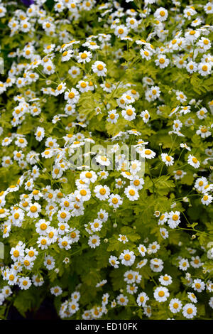 Tanacetum Parthenium Syn Chrysantheme Mutterkraut Nahaufnahmen weiße gelbe Blumen blühende Kräuter Kräuter Heilpflanzen RM Floral Stockfoto