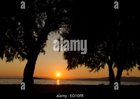 Sonnenuntergang über Tamarisk Baum am Strand von Elios, Skopelos, Griechenland gesehen. Oktober Stockfoto