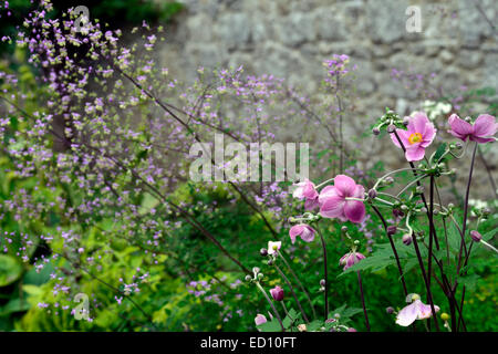 Thalictrum Delavayi Anemone Hupehensis Praecox gemischte krautige mehrjährige Grenze ummauerten Garten rosa lila Blumen Floral RM Stockfoto