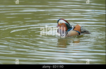 Männliche Mandarinente, Aix Galericulata.  Frühling. UK Stockfoto