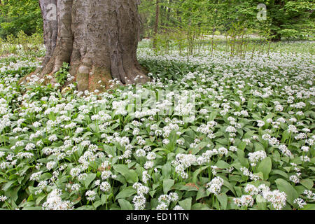 Blühenden Bärlauch (Allium Ursinum, Putbus, Rügen, Deutschland, Europa Stockfoto