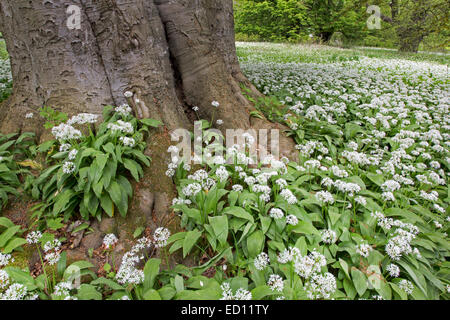 Blühenden Bärlauch (Allium Ursinum, Putbus, Rügen, Deutschland, Europa Stockfoto