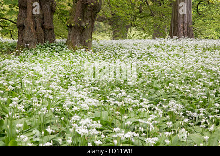 Blühenden Bärlauch (Allium Ursinum, Putbus, Rügen, Deutschland, Europa Stockfoto