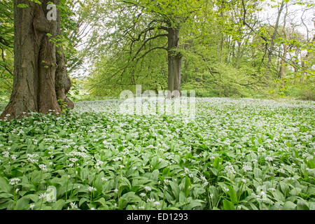 Blühenden Bärlauch (Allium Ursinum, Putbus, Rügen, Deutschland, Europa Stockfoto