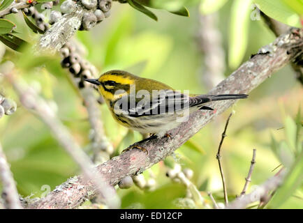 Ein Waldsänger von Townsend (Dendroica townsendi), der auf einem Ast thront und vor einem verschwommenen Hintergrund abgebildet ist. Stockfoto