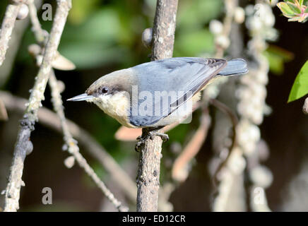 Ein Pygmy Nuthatch Vogel - Sitta pygmaea, auf einem Ast thront, vor einem verschwommenen Hintergrund abgebildet. Stockfoto