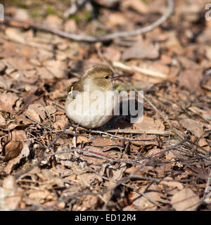 Buchfinken (Fringilla Coelebs). Wildvögel in einen natürlichen Lebensraum. Stockfoto