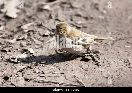 Buchfinken (Fringilla Coelebs). Wildvögel in einen natürlichen Lebensraum. Stockfoto