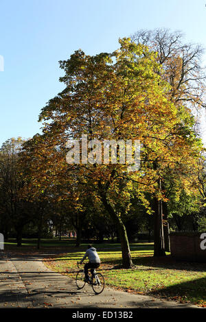 Ein Mann Zyklen hinter einem Horsechestnut Baum im Park Park, Breda, Niederlande. T Stockfoto