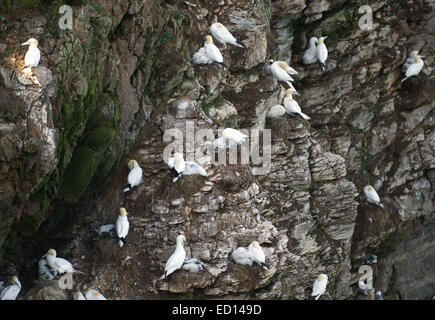 Herrliche Basstölpel an Troup Head in Aberdeenshire, wo mehr als 150000 Brutvögel in den Sommermonaten besuchen Stockfoto