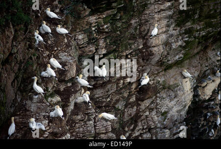 Herrliche Basstölpel an Troup Head in Aberdeenshire, wo mehr als 150000 Brutvögel in den Sommermonaten besuchen Stockfoto