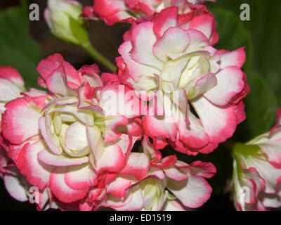 Nahaufnahme des Clusters von atemberaubenden gefüllte weiße Blüten mit Blütenblättern eingefasst mit leuchtend rosa / rot von Geranien auf dunklem Hintergrund Stockfoto