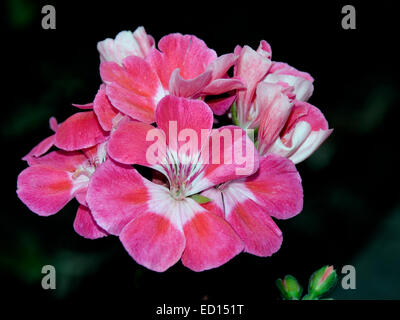 Cluster von atemberaubenden leuchtend rosa Blüten mit weißen Kehlen der Geranie Florever-Serie auf schwarzem Hintergrund Stockfoto