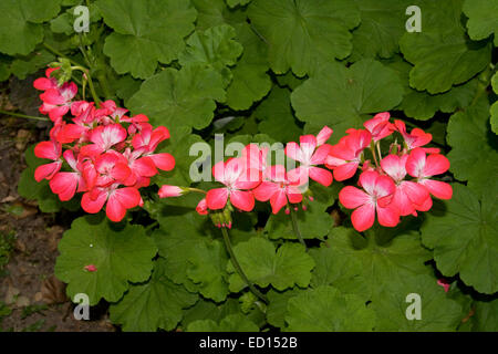 Cluster von roten Geranien Blumen mit weißen Kehlen unter Smaragd grünes Laub Stockfoto