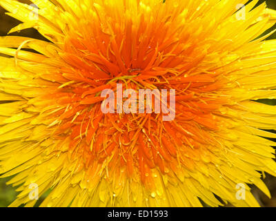 Nahaufnahme des spektakulären lebhaft orange & gelb gefüllte Blüte, Gerbera Bauerii Nobleflora Sorte mit mehreren Lagen Blütenblätter Stockfoto