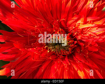 Nahaufnahme des spektakulären lebhafte rote gefüllte Blüte mit mehreren Schichten von Blütenblättern Gerbera Bauerii Nobleflora Sorte Stockfoto