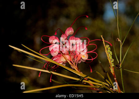 Rosa / Rot Blume der Grevillea "Eleganz", eine australische einheimische Pflanze vor einem dunklen Hintergrund Stockfoto