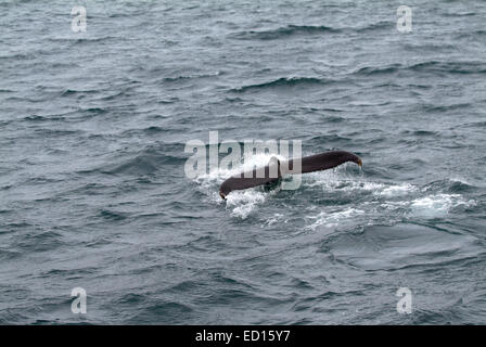 Whale-watching Touren, die von Husavik verlassen und fahren in das Meer Grönland in geschältem Holzboote, wo Humpback Wale Areseen. Stockfoto