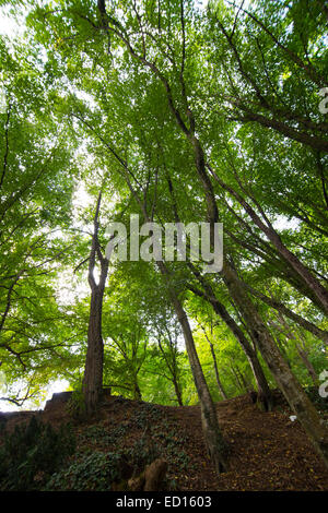 Eichen in Belgrad Wald, Stadt Istanbul, Türkei Stockfoto