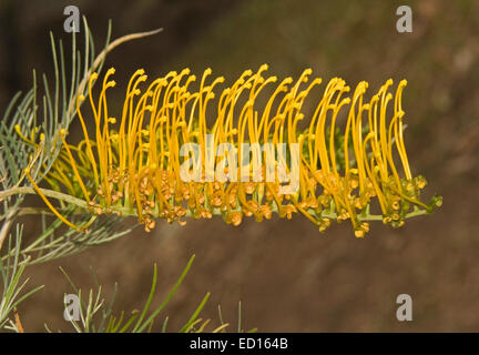 Schöne goldene gelb / orange Blume der Grevillea "Goldene Lyra", eine australische einheimische Pflanze vor einem dunklen Hintergrund Stockfoto