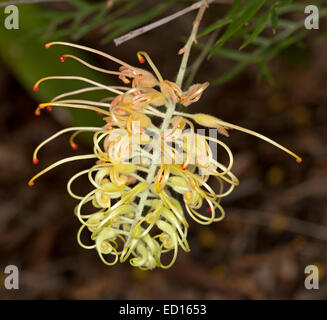 Spektakuläre blass gelbe Blume Grevillea Pfirsiche & Creme, australische einheimische Pflanze vor einem dunklen Hintergrund der Blätter Stockfoto