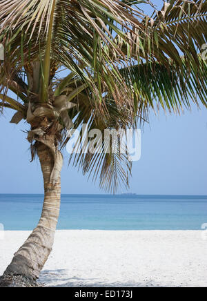 Einsame Palme am Strand Stockfoto