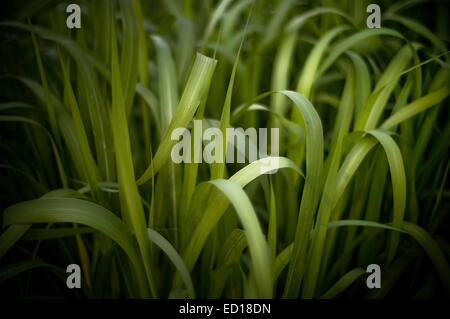 Horizontale Makroaufnahme einer pulsierenden grünen Rasen Gras. Stockfoto