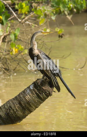 Kerala, Indien - Poovar. Kerala, Indien - Poovar. Snakebird im Feuchtgebiet Mangroven von Kanälen. Stockfoto