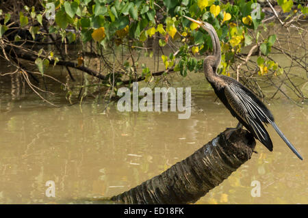 Kerala, Indien - Poovar. Kerala, Indien - Poovar. Snakebird im Feuchtgebiet Mangroven von Kanälen. Stockfoto