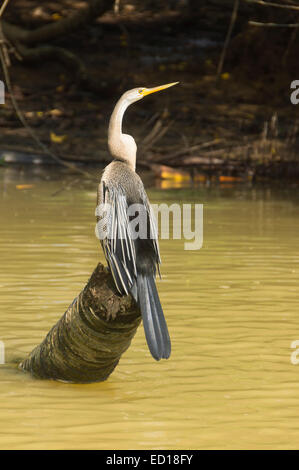 Kerala, Indien - Poovar. Snakebird im Feuchtgebiet Mangroven von Kanälen. Stockfoto