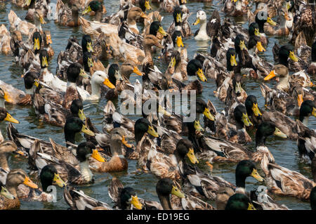 Kerala, Indien - Ente, die Landwirtschaft am Pamba Fluss Delta Wasserstraßen und Reisfelder. Riesige Schwärme von Enten kommerziell gezüchtet. Stockfoto